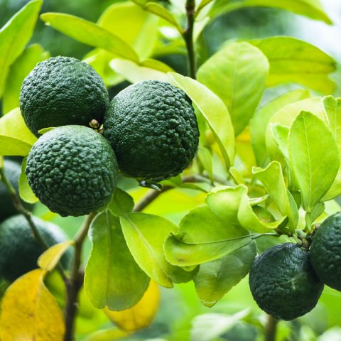 How to Grow Kaffir Lime Tree from Cuttings