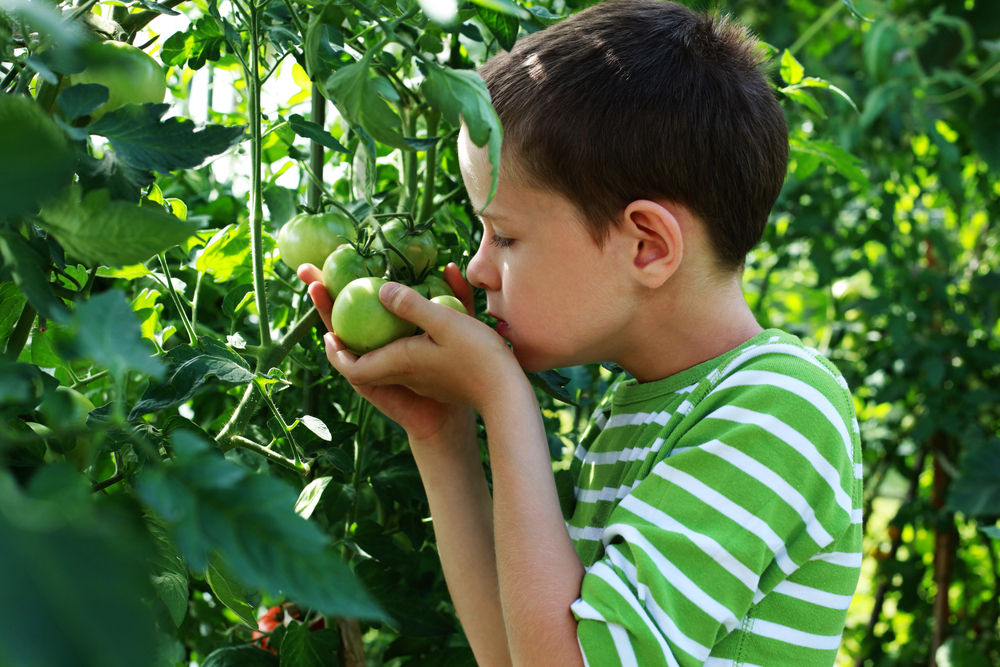 shutterstock_58287736_Boy_Garden_Fruit GardensAll