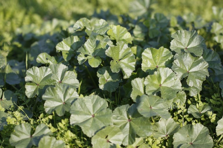 marshmallowplantleaves GardensAll