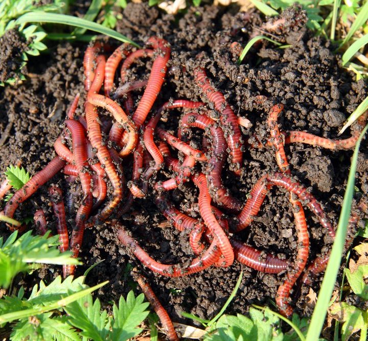 How to make your own worm farm vermiculture or work compost