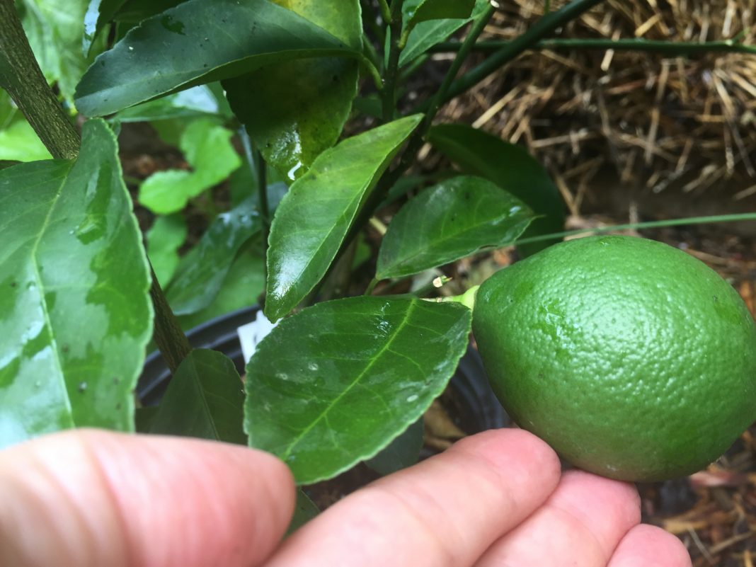 Growing Dwarf Meyer Lemon Trees for Delicious Fruit and More!