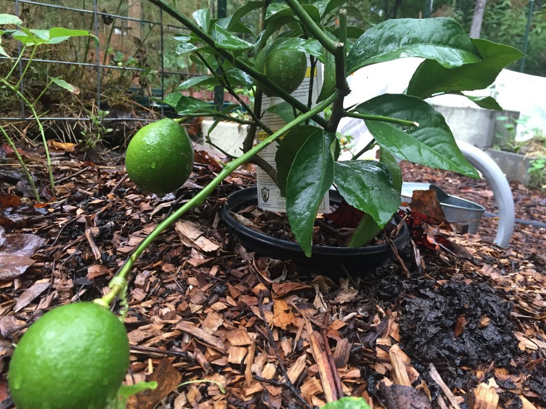 Growing Dwarf Meyer Lemon Trees for Delicious Fruit and More!