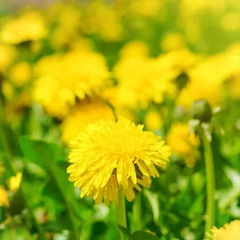 Soil Health And Weeds, The Language Of The Soil