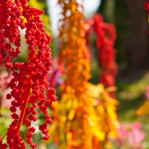 5 High Protein Plants to Grow