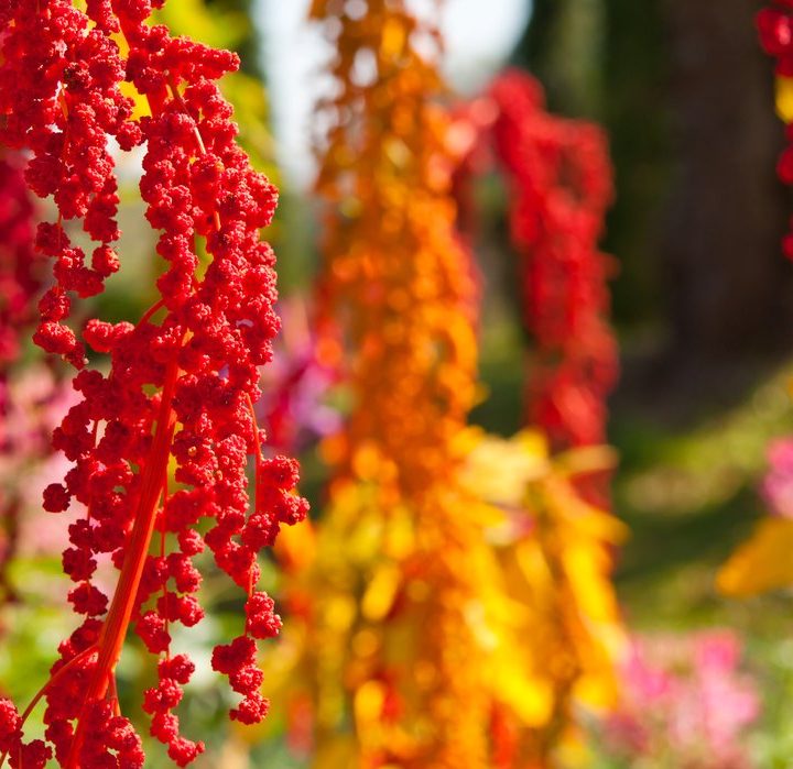 QUINOA - HIGH PROTEIN PLANT TO GROW