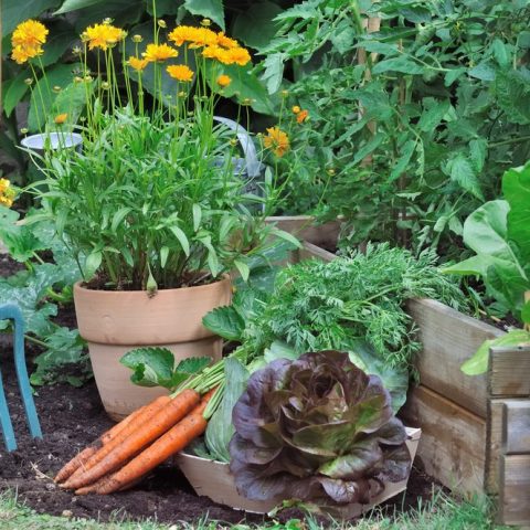 Which Vegetables Grow in the Shade?
