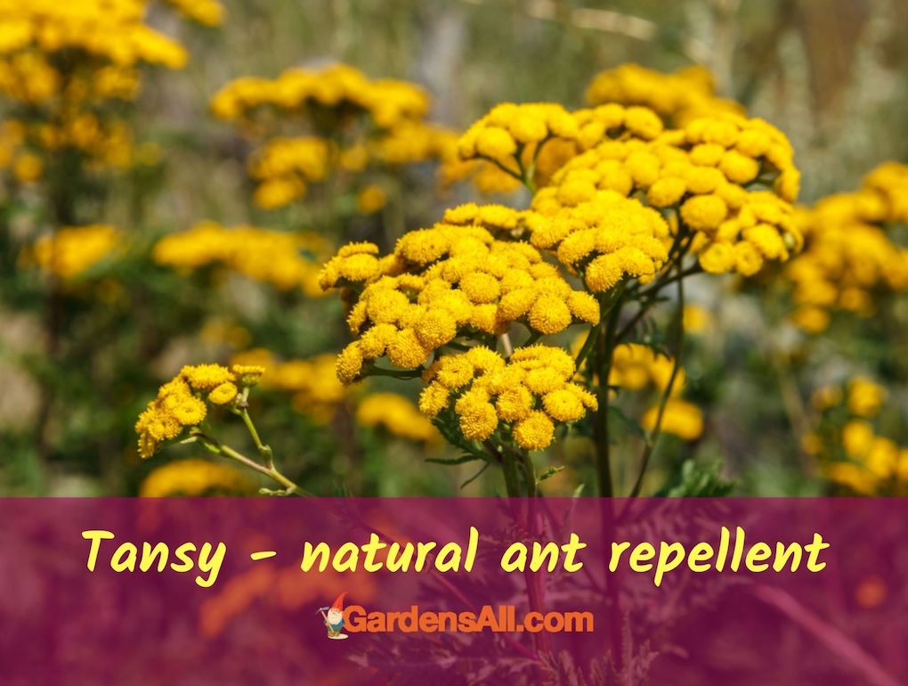 Tansy - Natural Ant Repellent Plant #NaturalAntRepellents #AntRepellentPlants #TansyBenefits #InsectRepellingHerb #GardenIdeas