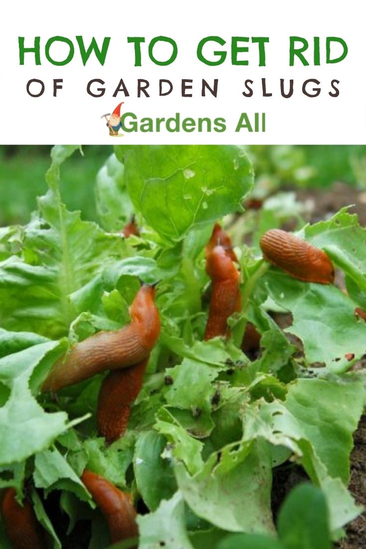 How to Get Rid of Garden Slugs Naturally GardensAll