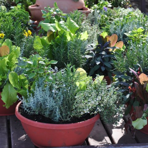 Ideas for Container Gardening Indoors and Out