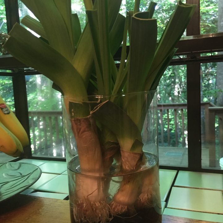 Regrow Leeks and Lettuce Indoors in Days