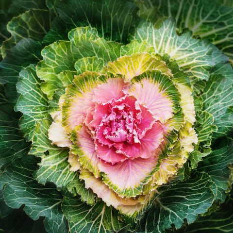 Growing Kale – One of the Best Superfoods