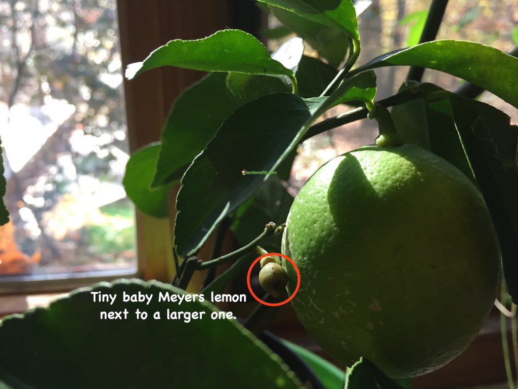 Growing Dwarf Meyer Lemon Trees for Delicious Fruit and More!