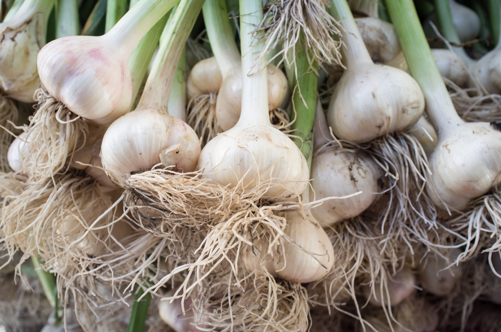 Types Of Garlic And How To Grow And Harvest Garlic GardensAll 