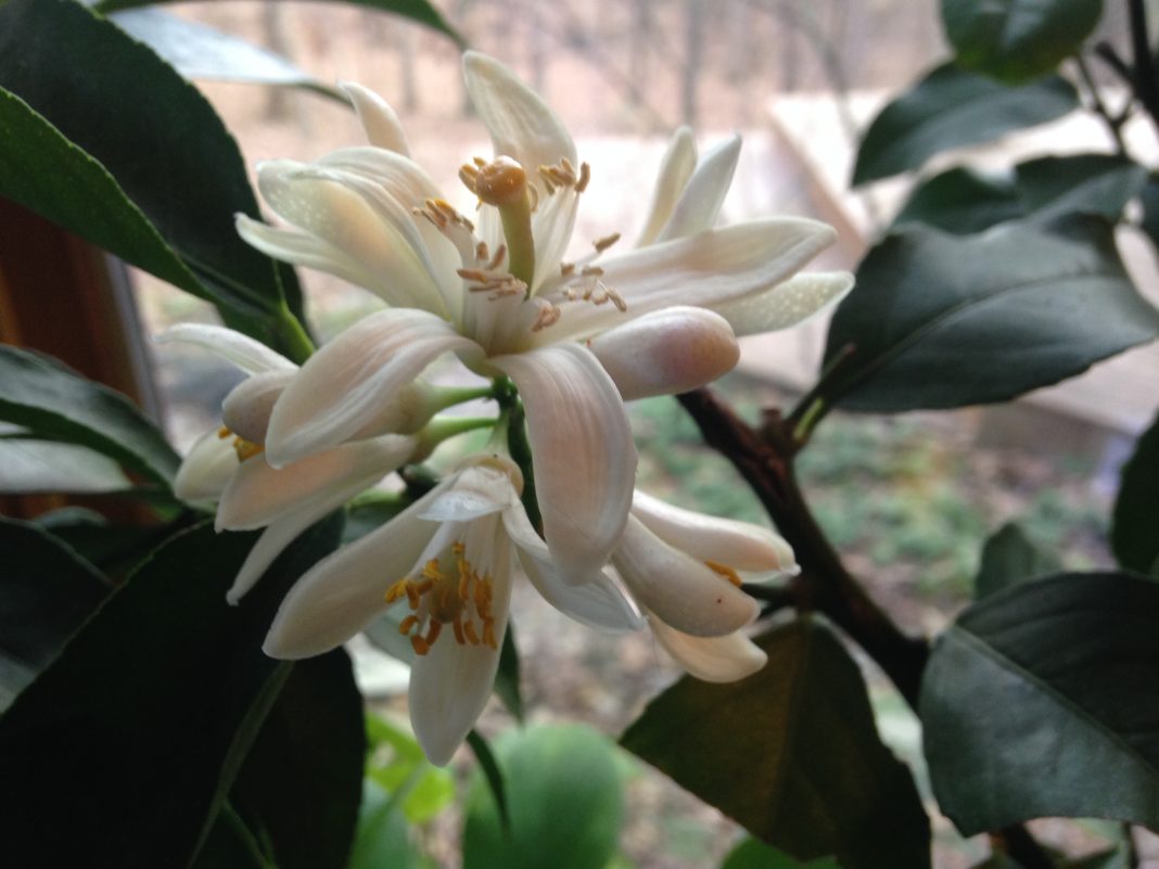 Meyer Lemon Tree Flower | GardensAll
