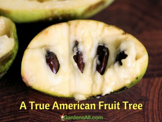 The Pawpaw Fruit Tree - a True American - GardensAll - EDIBLES