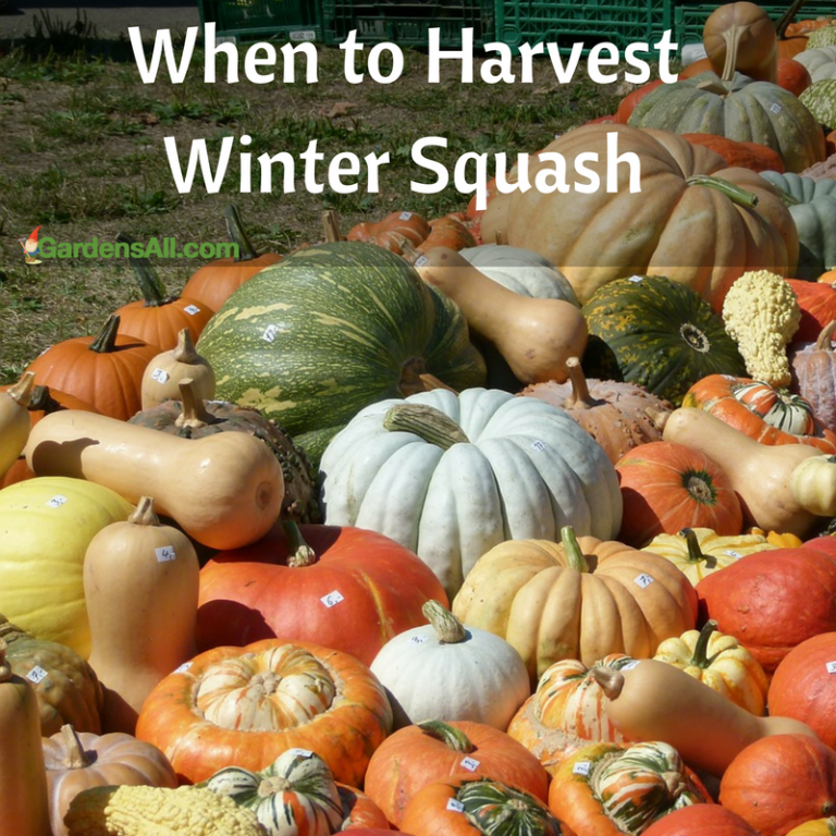 whentoharvestsquash GardensAll