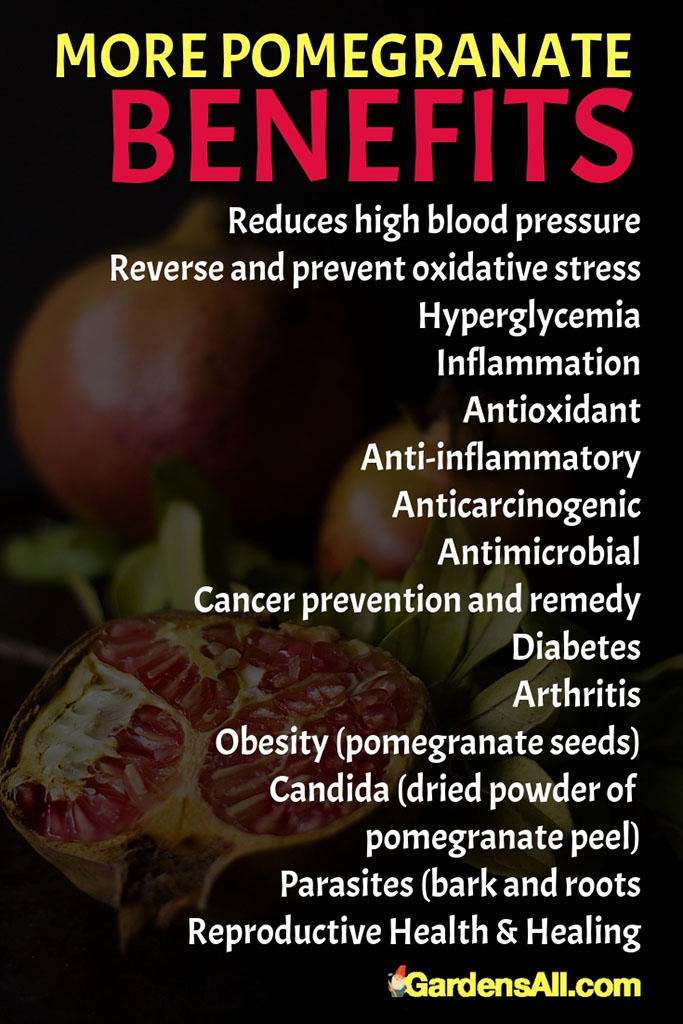 Best Pomegranate Deseeder Tool for Pomegranate Season GardensAll