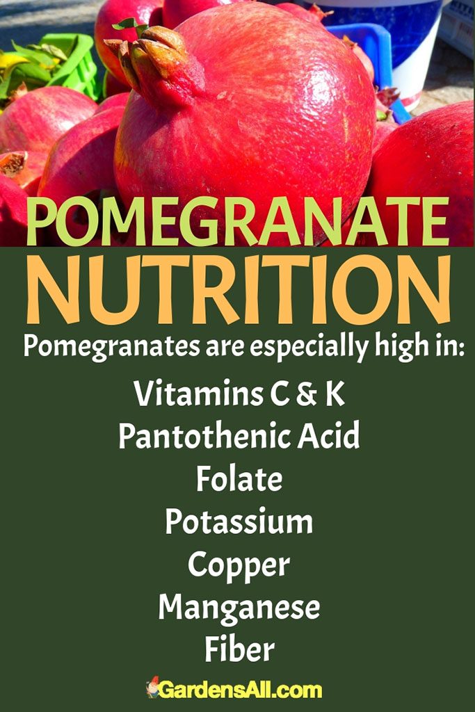 Simply put, pomegranate is a potent antioxidant, rich in flavonoids, anthocyanins, punicic acid, ellagitannins, alkaloids, fructose, sucrose, glucose, simple organic acids, and more. #Garden #KitchenTool #PomegranateDeseeder #HowToDeseedPomegranate #HealthiestFruits #PomegranateSeeds #PomegranateTool