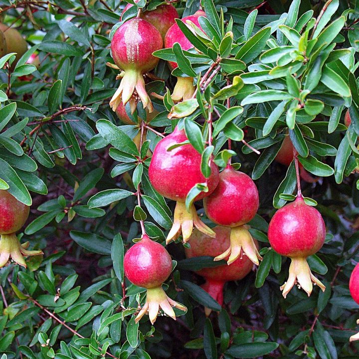 pomegranate shrub