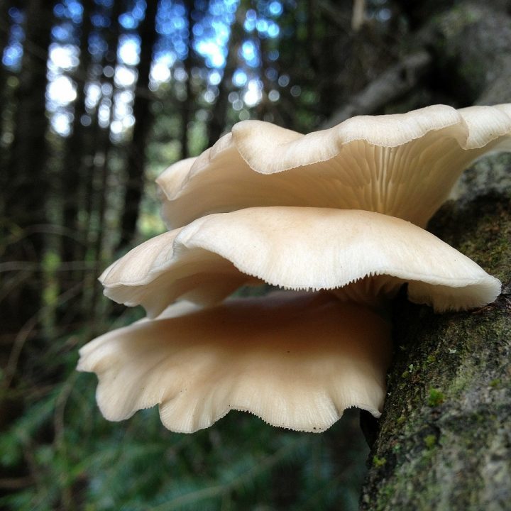 How to Grow Oyster Mushrooms on Logs GardensAll