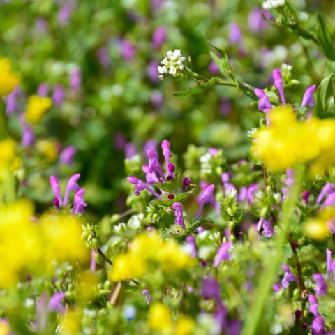 Edible Weeds You Can Eat from Your Own Backyard