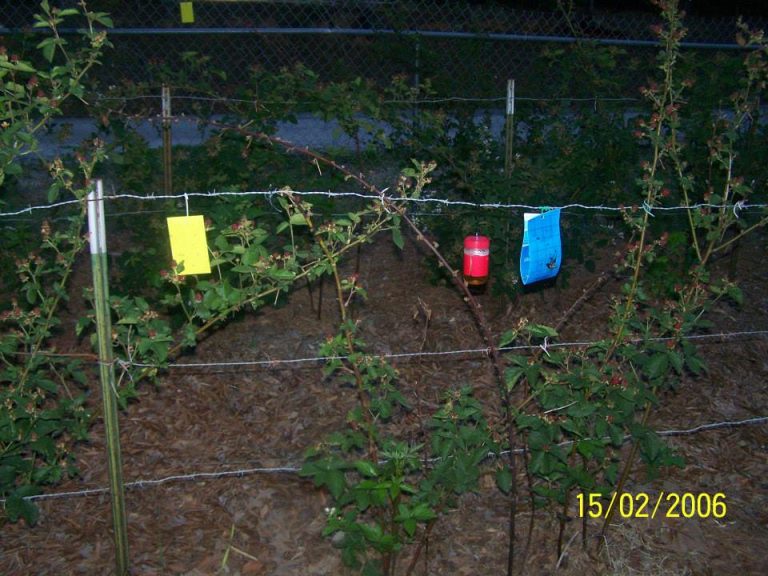 Growing Blackberries for Profit GardensAll