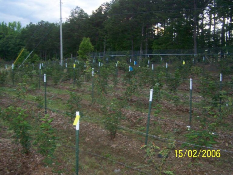 Growing Blackberries for Profit GardensAll