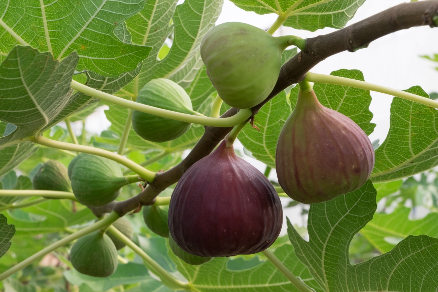 How To Grow Figs Trees Indoors and Outside GardensAll