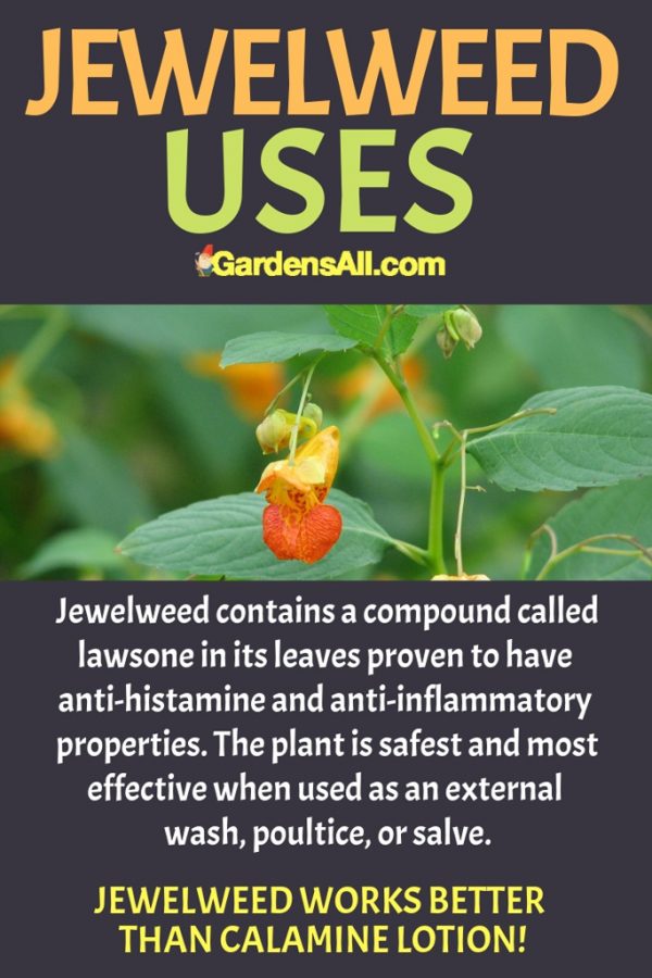 Jewelweed, Good for Poison Ivy Rash & So Much More! GardensAll
