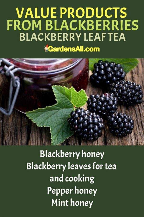 Growing Blackberries for Profit GardensAll