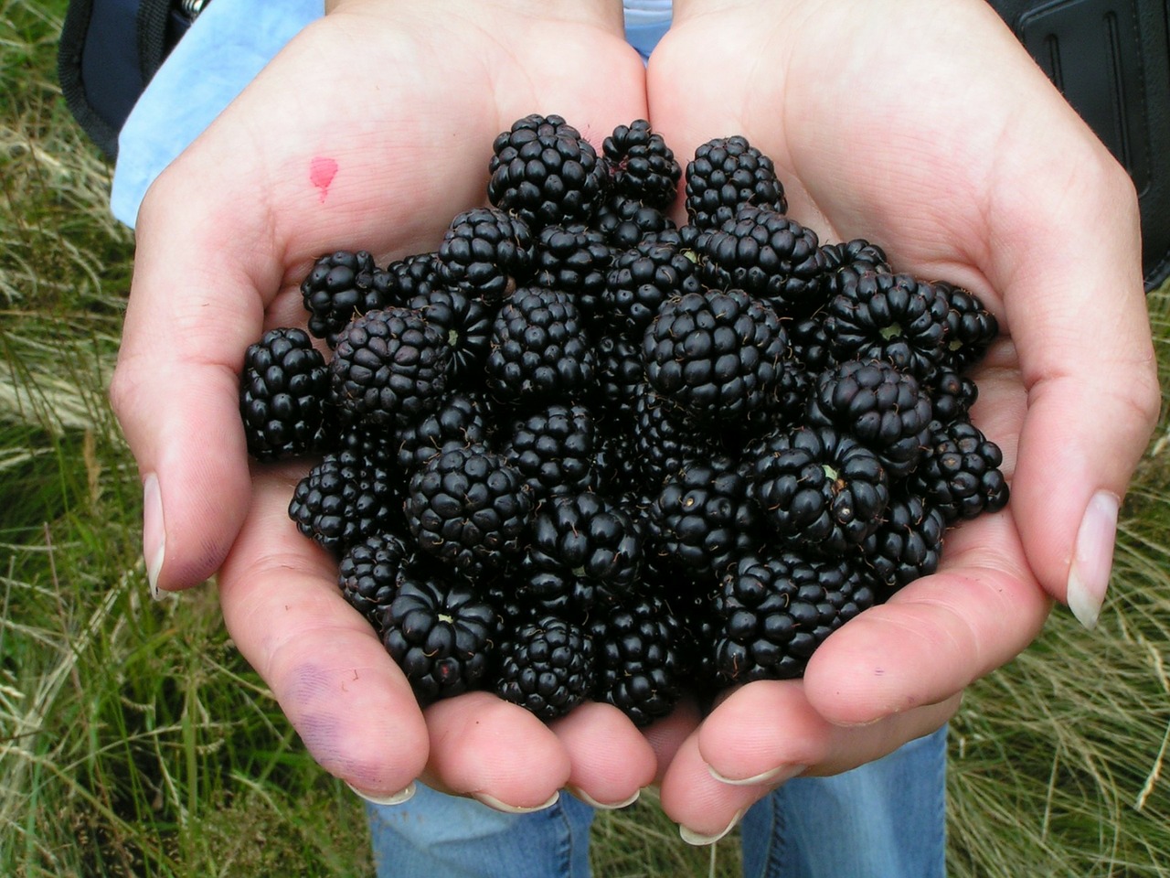 Growing Blackberries for Profit GardensAll
