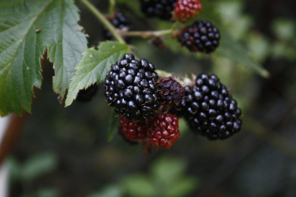 Ripe blackberry fruit on bush; blackberries