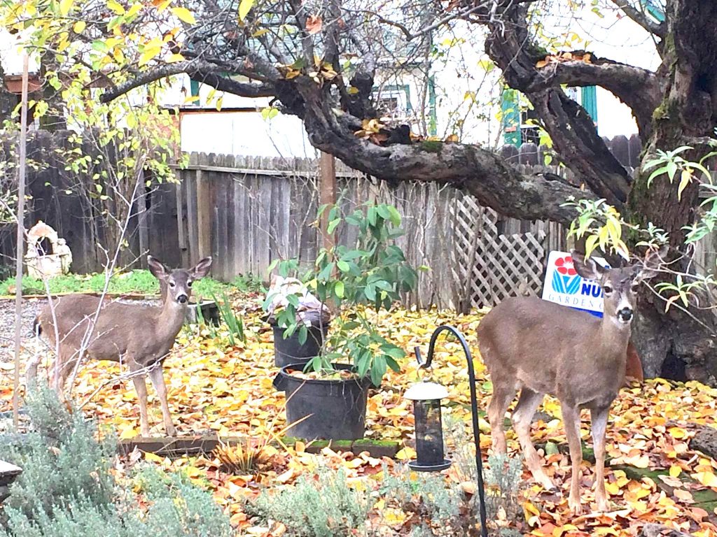 Best Natural Deer Deterrents To Keep Deer Out Of The Garden GardensAll