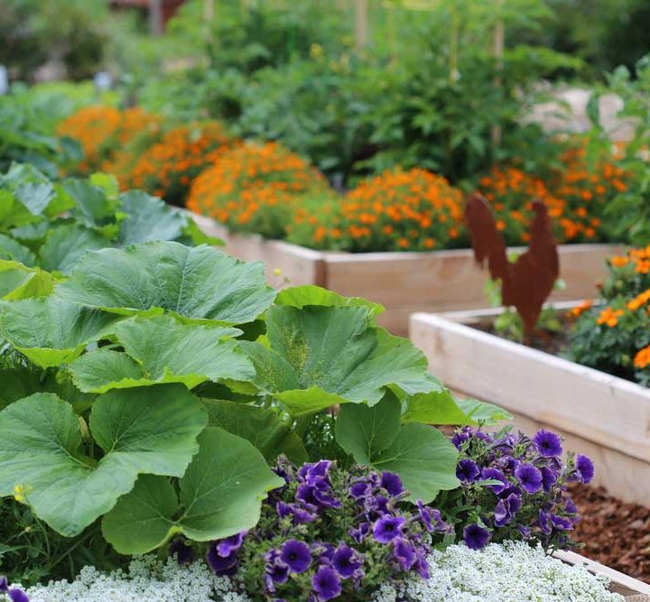 Raised garden beds make for beautiful and practical gardening. #RaisedGardenBedsEdeas #RaisedGarden