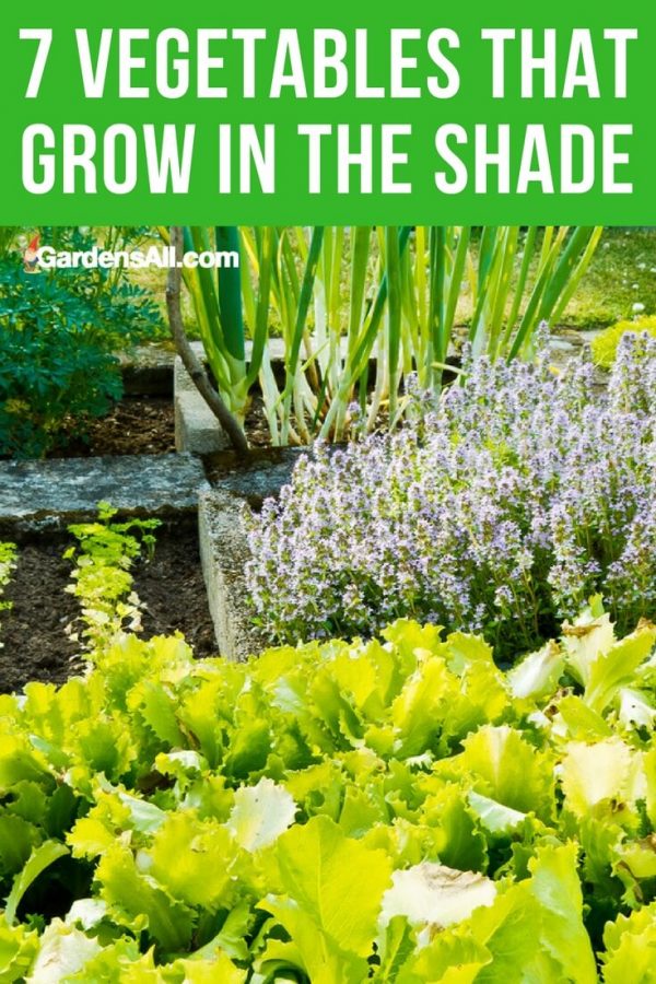 7 Shade Loving Vegetables GardensAll