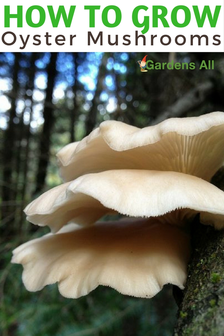 How to Grow Oyster Mushrooms GA GardensAll