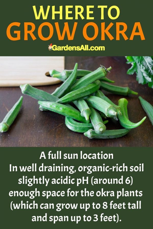 How to Grow Okra and Why You'll Want To