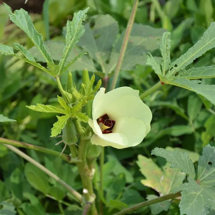 okra flower, okra plant