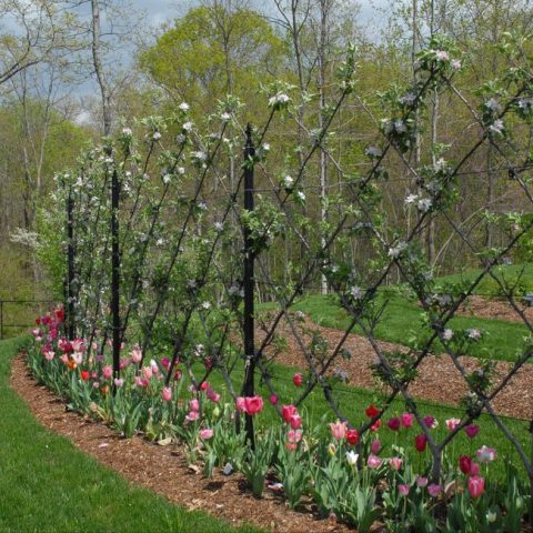 Espalier Fruit Trees – More Fruit in Less Space