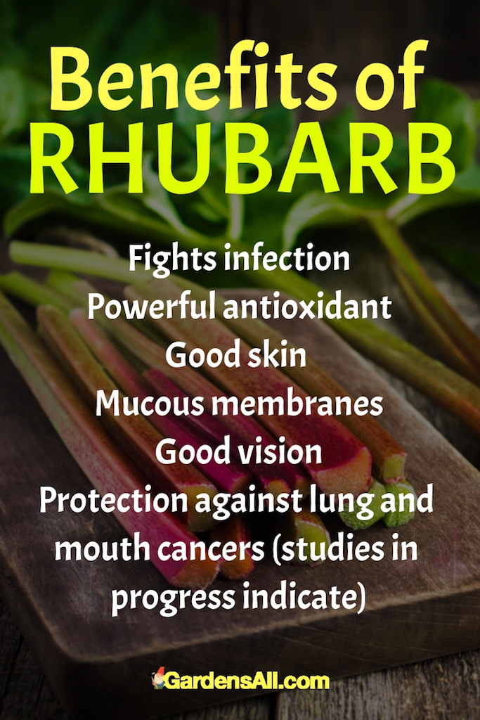 As with many fruits and vegetables, the darker the color, the more the beneficial nutrients, so with rhubarb, the red stems provide more nutrition than the green. #Rhubarb #RhubarbRecipes #RhubarbCrisp #RhubarbCrispRecipes #Garden #Gardening #Growing #VegetableGarden #Vegetables #HealthBenefits #Perennials #Antioxidant #FoodIdeas #HealthyFood #HealthyFoodRecipes #Recipes