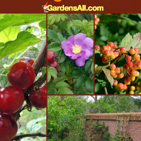 Edible Hedges for Privacy and Food – Eat That Hedge!