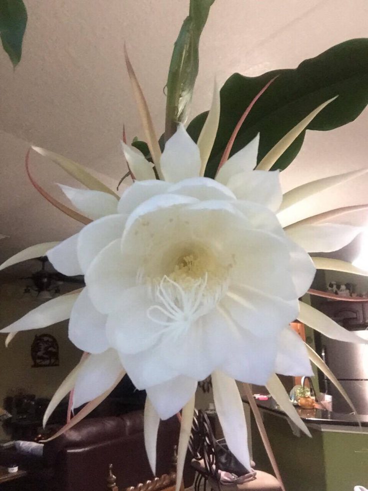 The Night Blooming Cereus Queen of the Night Flower GardensAll
