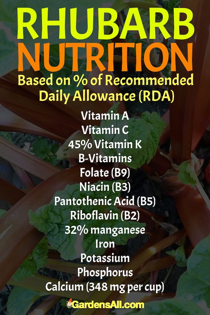 Rhubarb Benefits - Alzheimer's foe, infection fighter, antioxidant friend to skin, sinuses and membranes, and fierce cancer opponent. #Rhubarb #RhubarbRecipes #RhubarbCrisp #RhubarbCrispRecipes #Garden #Gardening #Growing #VegetableGarden #Vegetables #HealthBenefits #Perennials #Antioxidant #FoodIdeas #HealthyFood #HealthyFoodRecipes #Recipes