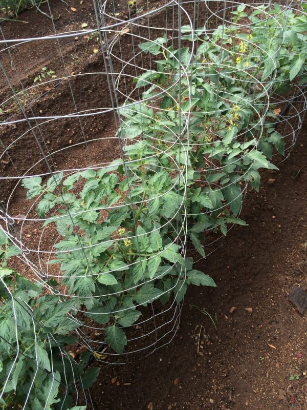 Pruning Tomato Plants for the Best Tomatoes GardensAll