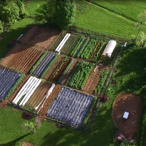 Benefits of Cover Crops for the Home Garden