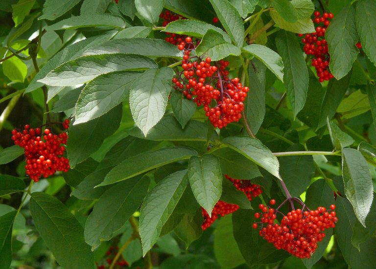 Sambucus Canadensis and Sambucus Nigra, the Edible Elderberries