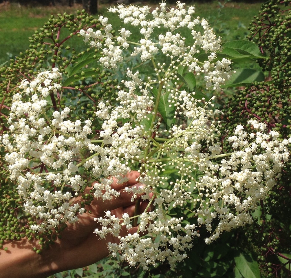 ElderberryflowerselderflowersGardensAll GardensAll