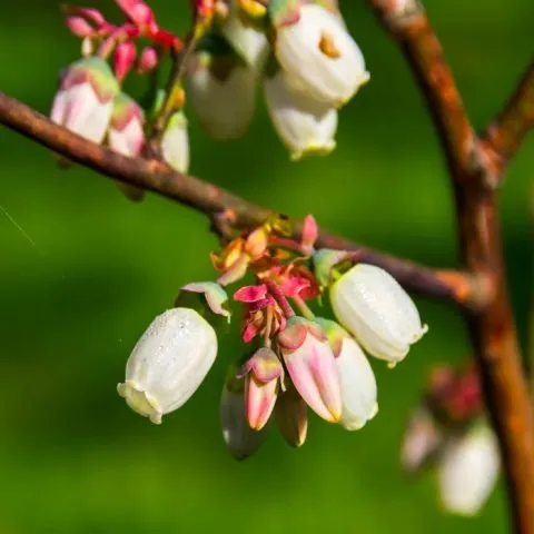 How to Grow Blueberries – Fertilizer, Soil pH, and Benefits