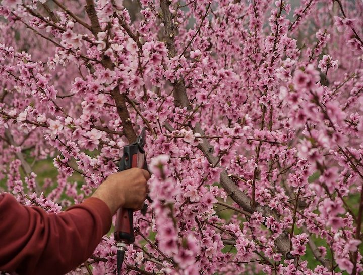 Pruning cherry tree and Plant Propagation for Free Plants. #PlantPropagation #FreePlants #Pruning #GrowthHormones #RootingHormonesForPlants