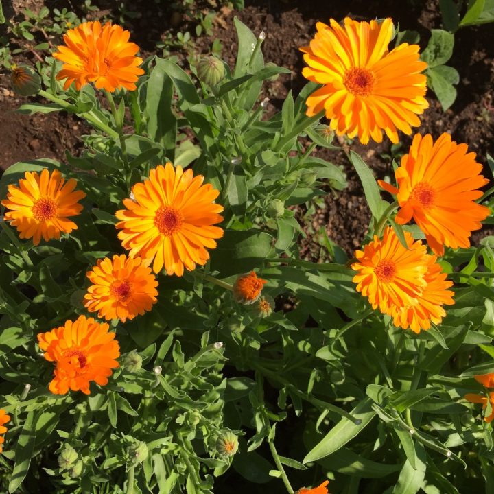 dried calendula flowers